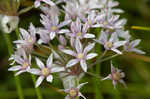 Meadow garlic